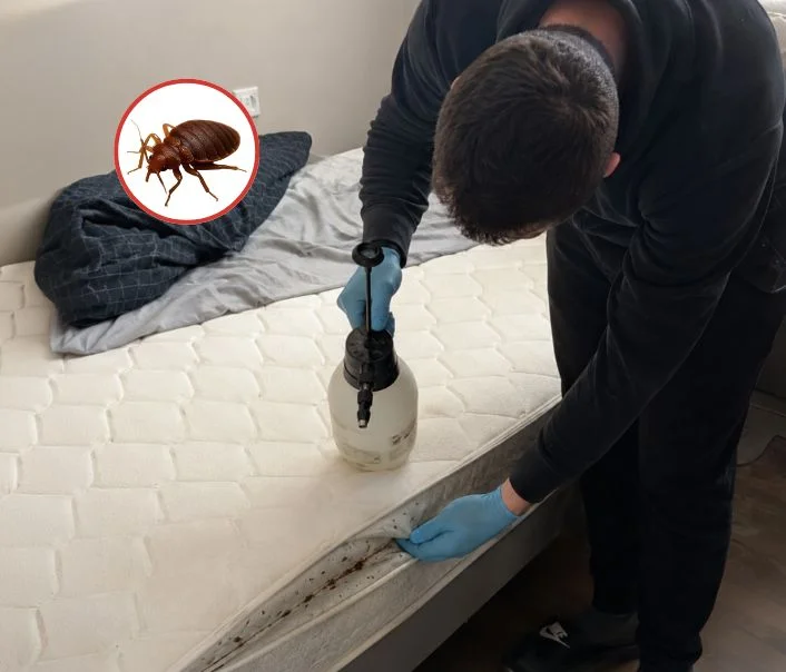 Technicien traitant un matelas contre les punaises de lit à Saint-Illiers-le-Bois